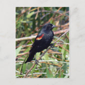 Carte Postale Oiseau roux (Devant)