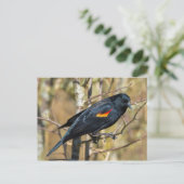 Carte Postale Oiseau roux (Debout devant)