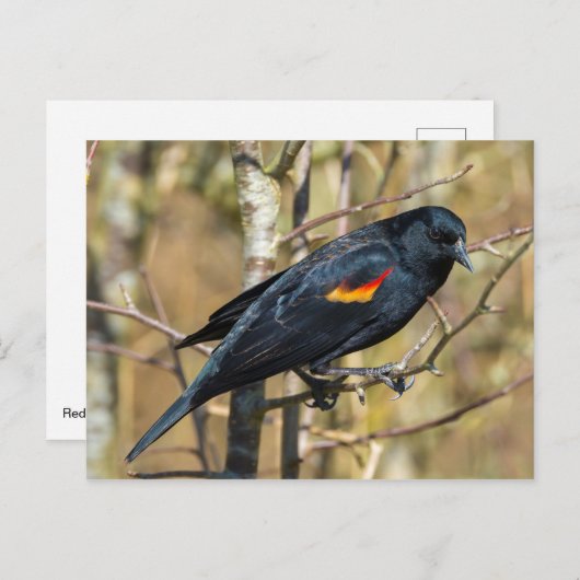 Carte Postale Oiseau roux (Devant / Derrière)