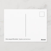 Carte Postale Oiseau roux (Dos)