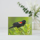 Carte Postale Oiseau-roux (Agelaius Phoeniceus) (Debout devant)