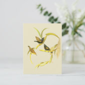 Carte Postale Oiseau-soleil pourpre (Debout devant)