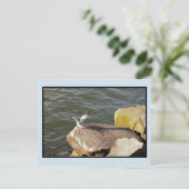 Carte Postale Oiseau sur rocher par océan (Debout devant)