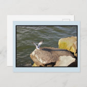 Carte Postale Oiseau sur rocher par océan (Devant / Derrière)