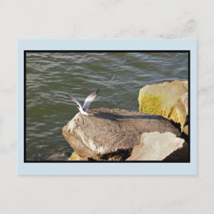 Carte Postale Oiseau sur rocher par océan