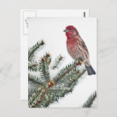 Carte Postale Oiseau sur un conifère enneigé (Devant / Derrière)