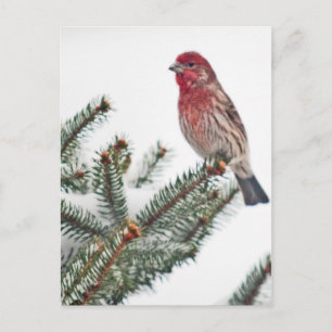 Carte Postale Oiseau sur un conifère enneigé