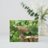 Carte postale Oiseau tropical (Debout devant)