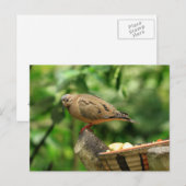 Carte postale Oiseau tropical (Devant / Derrière)