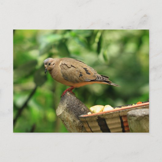 Carte postale Oiseau tropical (Devant)