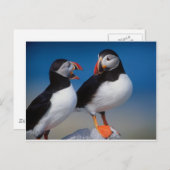 Carte Postale oiseau une paire de macareux (Devant / Derrière)