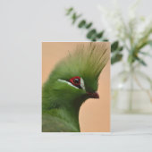 Carte Postale Oiseau vert de Guinée Turaco (Debout devant)