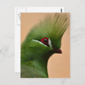 Carte Postale Oiseau vert de Guinée Turaco (Devant / Derrière)