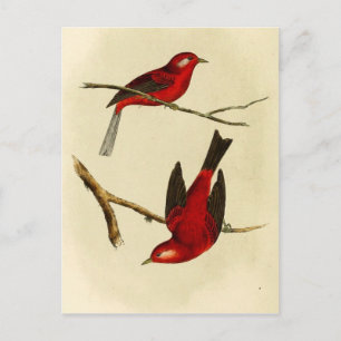 Carte Postale Oiseau vintage