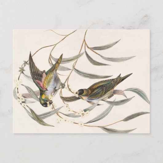 Carte Postale Oiseau vintage (Devant)