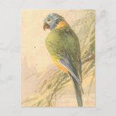 Carte postale Oiseau vintage (Devant)