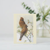 Carte Postale Oiseau vintage 01 cire (Debout devant)