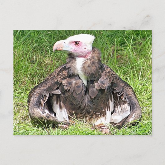 CARTE POSTALE OISEAU VULTURE DE LA PROIE (Devant)