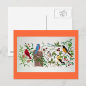 Carte Postale Oiseaux (Devant / Derrière)