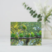 Carte Postale Oiseaux (Debout devant)