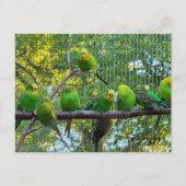 Carte Postale Oiseaux (Devant)