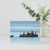 Carte postale Oiseaux (Debout devant)