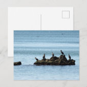 Carte postale Oiseaux (Devant / Derrière)