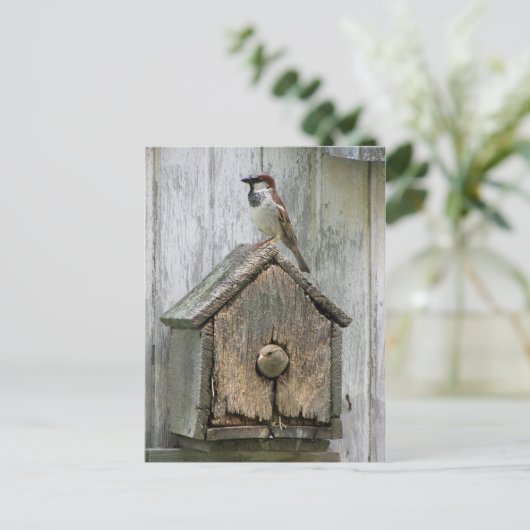 Carte Postale Oiseaux (Debout devant)