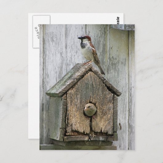 Carte Postale Oiseaux (Devant / Derrière)