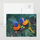 Carte Postale Oiseaux (Devant / Derrière)