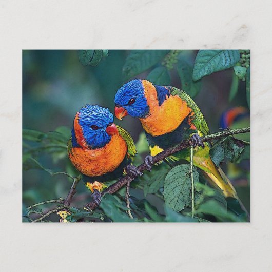 Carte Postale Oiseaux (Devant)