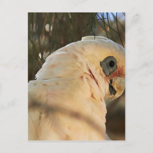 Carte Postale Oiseaux