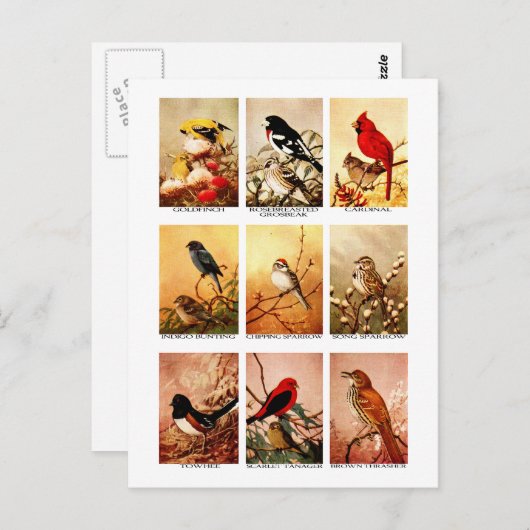 Carte Postale Oiseaux (Devant / Derrière)