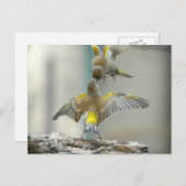 Carte Postale oiseaux (Devant / Derrière)