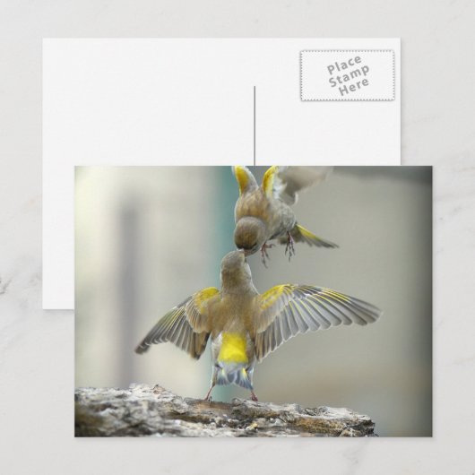 Carte Postale oiseaux (Devant / Derrière)