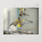 Carte Postale oiseaux (Devant)