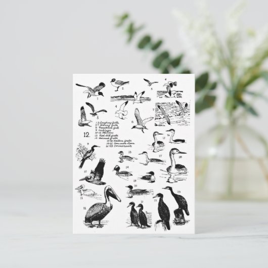 Carte Postale Oiseaux 12 (Debout devant)