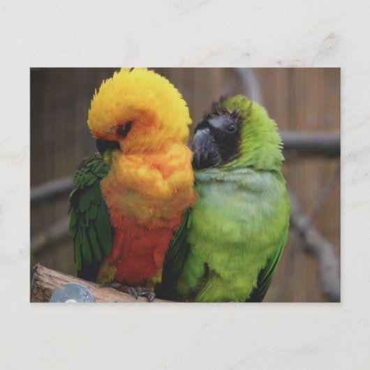 Carte Postale Oiseaux affectueux (Devant)