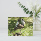 Carte Postale Oiseaux africains : Kori Bustard (Debout devant)