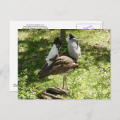 Carte Postale Oiseaux africains : Kori Bustard (Devant / Derrière)