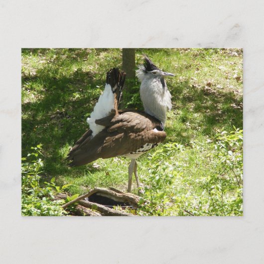 Carte Postale Oiseaux africains : Kori Bustard (Devant)