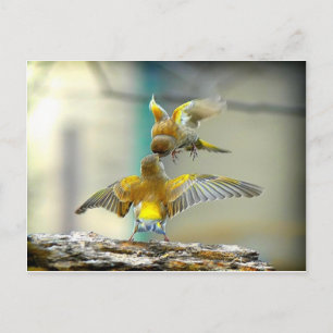 Carte Postale oiseaux aimant