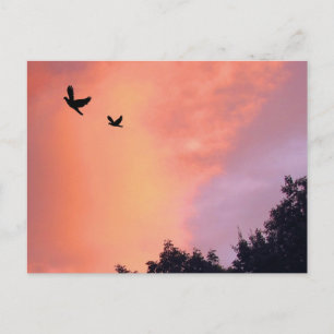 Carte Postale Oiseaux au coucher du soleil