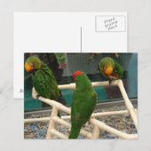 Carte Postale Oiseaux au magasin pour animaux de compagnie (Devant / Derrière)