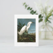 Carte Postale Oiseaux blancs d'Audubon de héron de héron de (Debout devant)