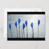 Carte Postale Oiseaux bleus (Devant / Derrière)