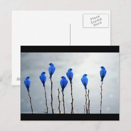 Carte Postale Oiseaux bleus (Devant / Derrière)