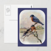 Carte Postale Oiseaux bleus de l'Est avec bébé (Devant / Derrière)