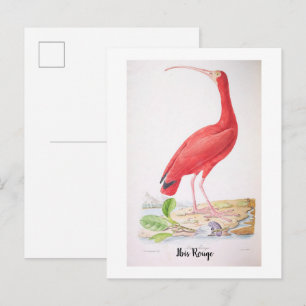 Carte Postale Oiseaux brillants du Brésil - Ibis Rouge