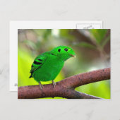Carte Postale Oiseaux colorés (Devant / Derrière)